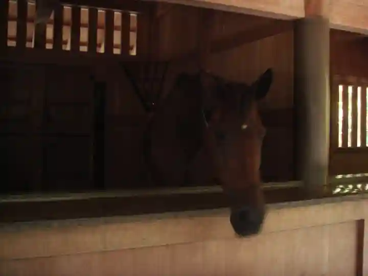 伊勢神宮外宮(豊受大神宮)の動物