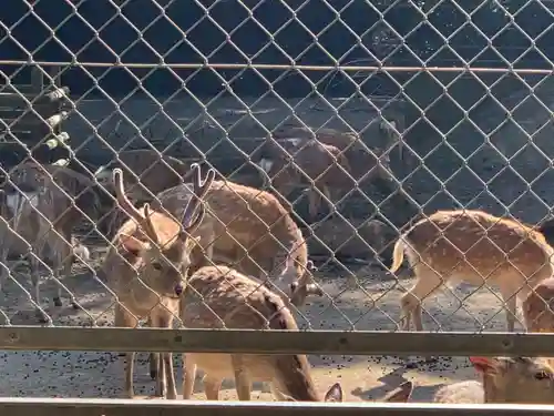 鹿島神宮の動物
