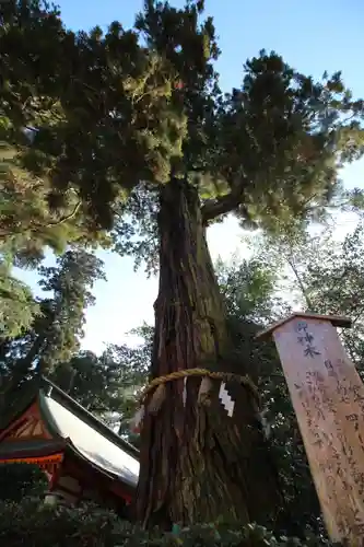 香取神宮の自然