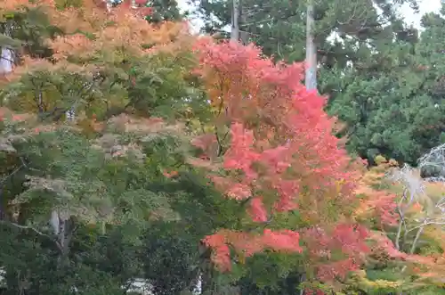 三千院門跡の自然