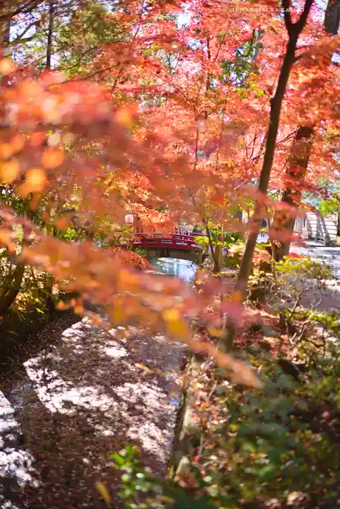 鶴岡八幡宮の自然