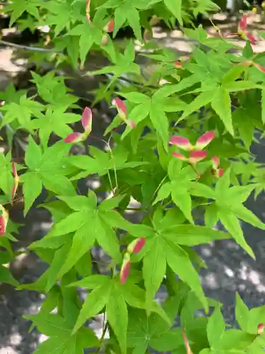 東寺（教王護国寺）の自然