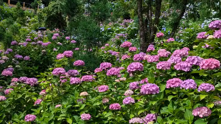 善峯寺(京都府)