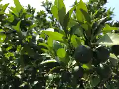 千葉縣護國神社の自然