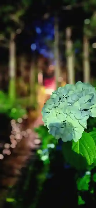 出塩文殊堂の自然