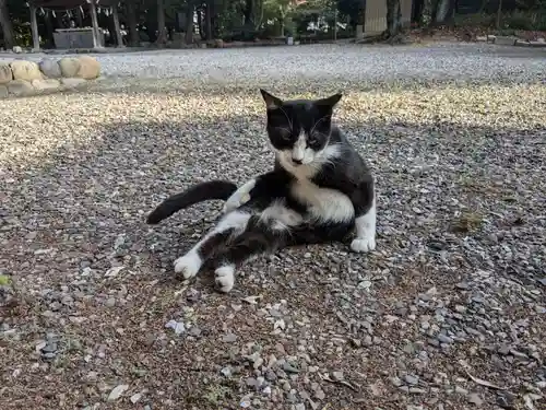 八幡社（柏井町）の動物