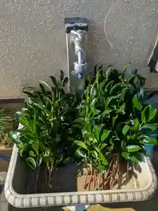 伏木香取神社(茨城県)(2024年11月12日(火) 10時41分05秒投稿)