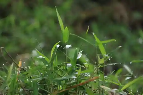 阿久津「田村神社」（郡山市阿久津町）旧社名：伊豆箱根三嶋三社の自然