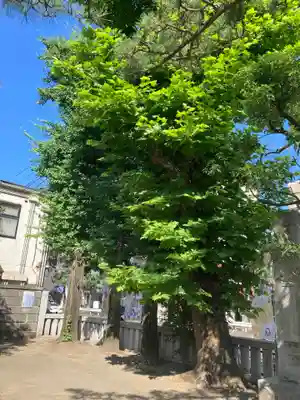 蒔田杉山神社(神奈川県)