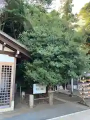 日枝神社水天宮の自然