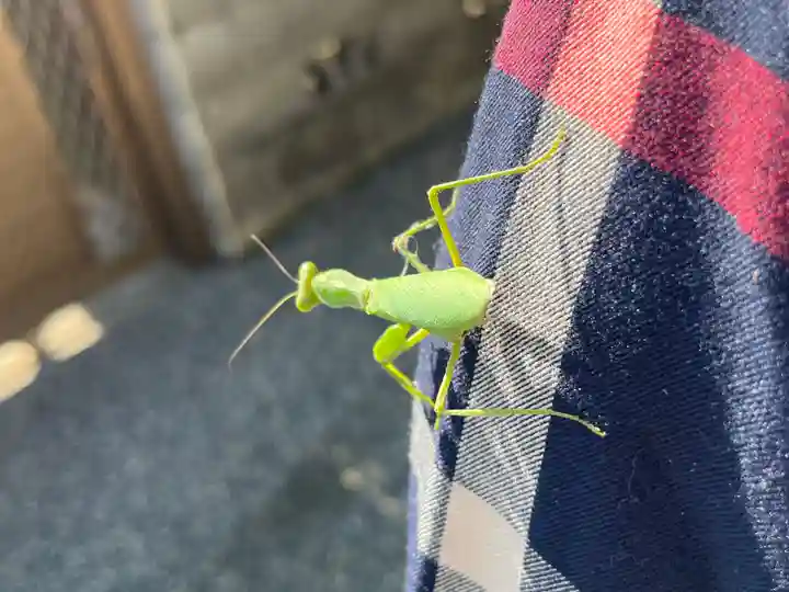 都久生須麻神社の動物