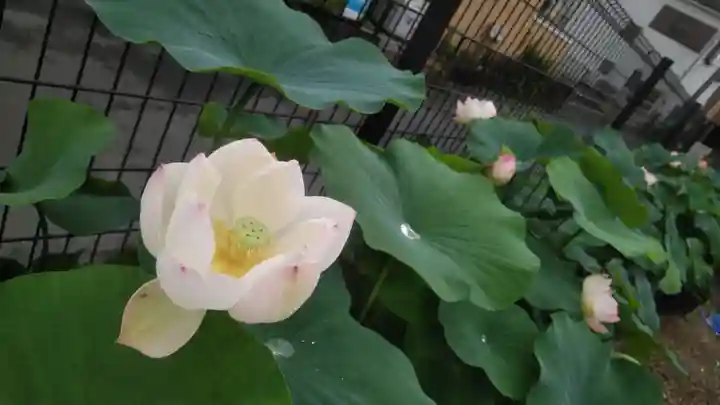 浄土宗 光明山 大蓮寺(照曜会館)の自然