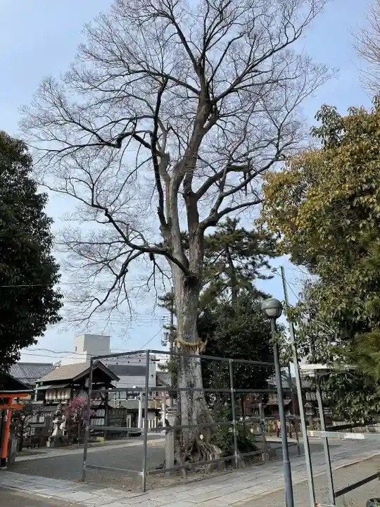 縣神社(京都府)