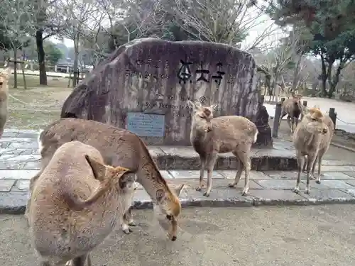 東大寺の動物
