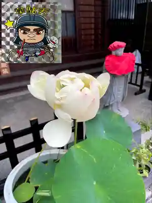 谷中西光寺(東京都)