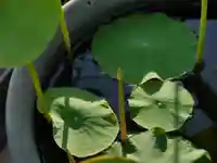 極楽山 浄土寺の自然