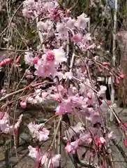 平野神社の自然