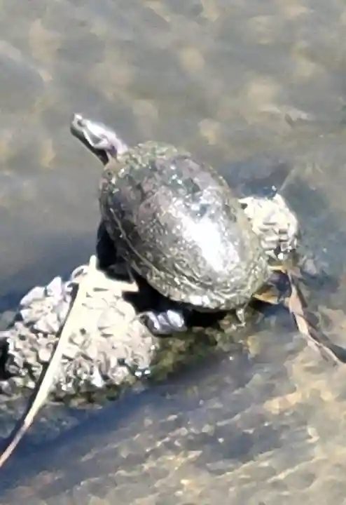 日吉神社(愛媛県)