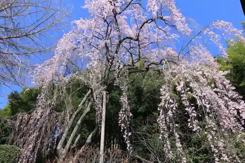 延命寺の庭園