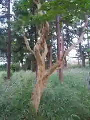 神社(名称不明)の自然