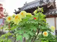 真言宗 善通寺派 薬王寺(香川県)