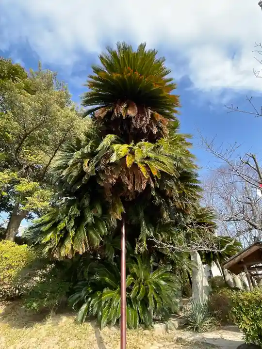 周防國総社宮 佐波神社の自然