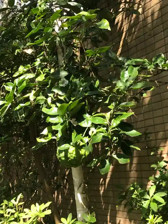 稲毛浅間神社の自然