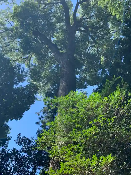 大國玉神社(茨城県)