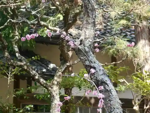 安國論寺（安国論寺）の自然