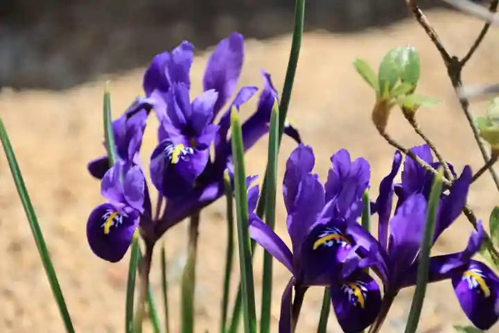 大鏑神社の庭園