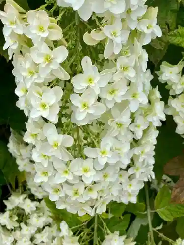 六孫王神社の自然