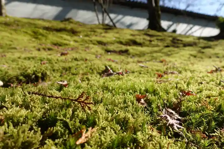 曼殊院門跡の自然