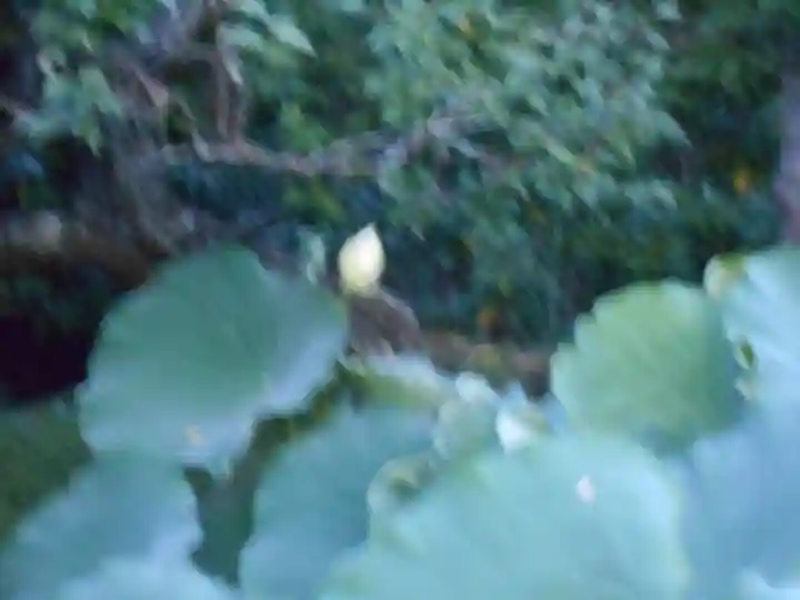 長谷寺(神奈川県)