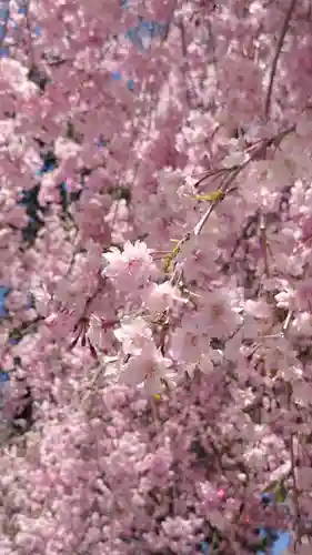 園城寺（三井寺）の自然