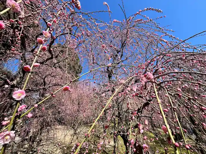 城南宮(京都府)