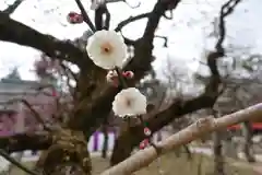 北野天満宮の自然