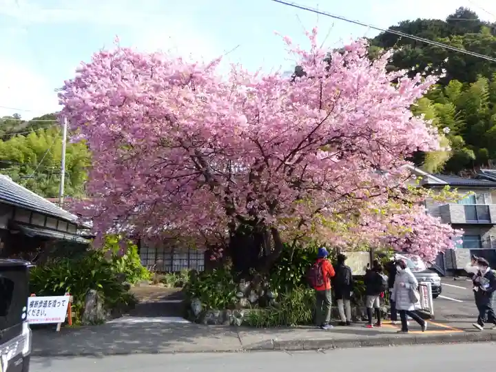 川津来宮神社の自然