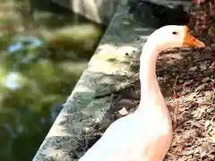 生島足島神社の動物