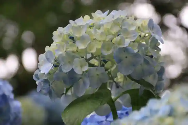 開成山大神宮の自然