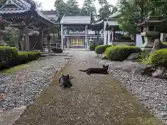 阿志都彌神社・行過天満宮の動物