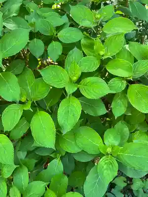 磯山神社(栃木県)