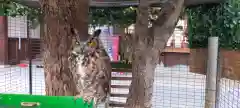 宮地嶽神社の動物