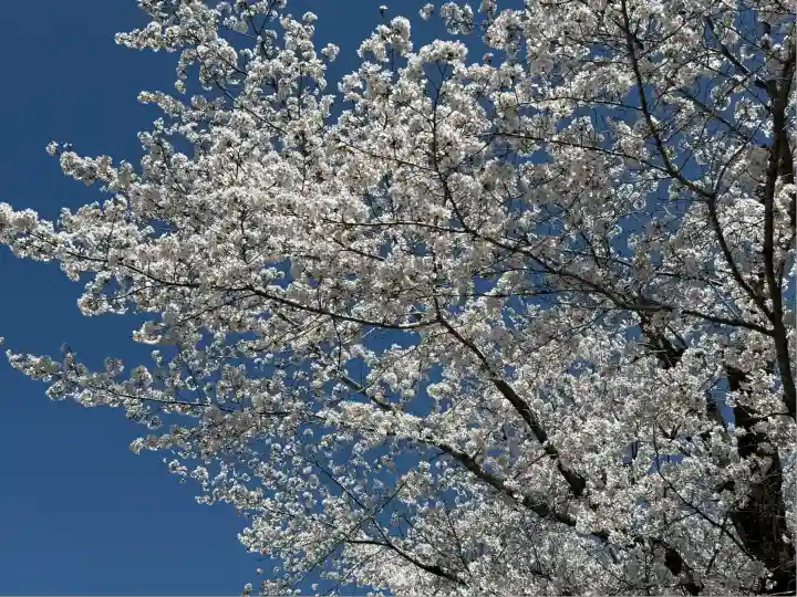 宝登山神社(埼玉県)