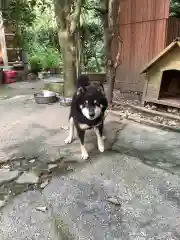 玉野御嶽神社の動物