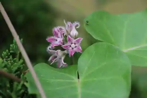 鹿島大神宮の自然