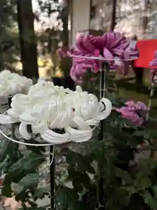 大宮温泉神社(栃木県)(2023年11月08日(水) 05時33分37秒投稿)