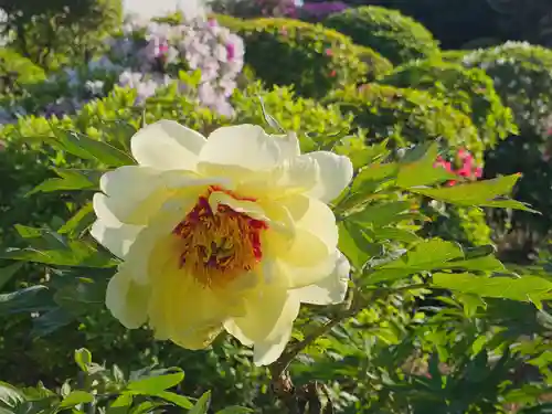 箭弓稲荷神社(埼玉県)