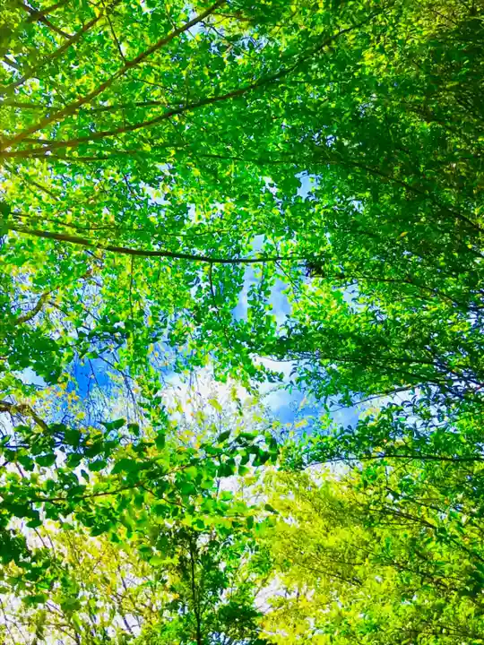 成田熊野神社の自然