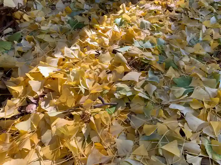 山家神社の自然
