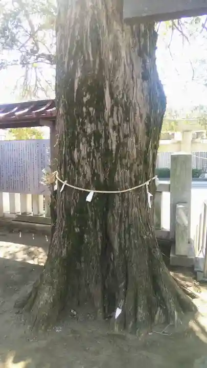 岩戸八幡神社の自然